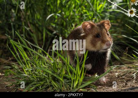 Hamster européen (Cricetus cricetus), adulte, femme, herbe, Europe Banque D'Images