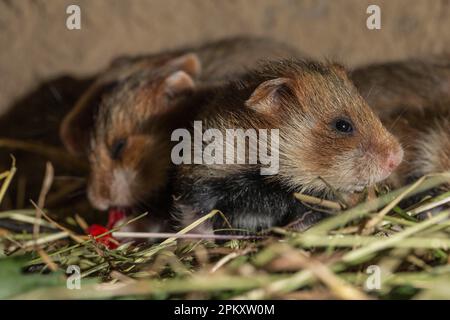 Hamster européen (Cricetus cricetus), youngs, 17 jours, en Burrow, europe Banque D'Images