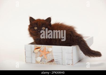 British Longhair, chaton, 9 semaines, noir Banque D'Images
