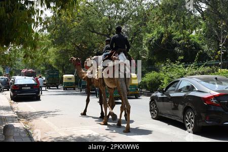 New Delhi, Inde. 9th avril 2023. chameaux à la recherche de nourriture sur la route de delhi aujourd'hui. (Credit image: © Indraneel Sen/Pacific Press via ZUMA Press Wire) USAGE ÉDITORIAL SEULEMENT! Non destiné À un usage commercial ! Banque D'Images