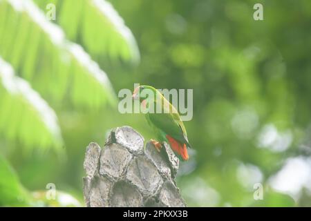 Bacong, Philippines. 10th avril 2023. Les perroquets suspendus sont des oiseaux du genre Loriculus, un groupe de petits perroquets provenant de l'Asie tropicale du sud. Les perroquets suspendus d'environ 13 cm de long sont principalement des perroquets verts et à queue courte. Souvent, la coloration de la tête aide à identifier les espèces individuelles. (Photo de Joseph C. Ceriales/Pacific Press) Credit: Pacific Press Media production Corp./Alay Live News Banque D'Images