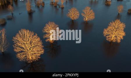 Vue aérienne du parc national de Soomaa en Estonie, avec un plan d'eau entouré de grands arbres sans feuilles Banque D'Images