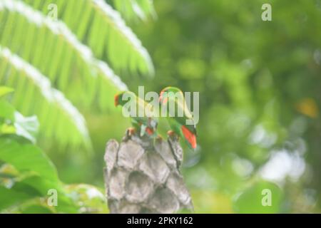 Bacong, Negros Oriental, Philippines. 10th avril 2023. Les perroquets suspendus sont des oiseaux du genre Loriculus, un groupe de petits perroquets provenant de l'Asie tropicale du sud. Les perroquets suspendus d'environ 13 cm de long sont principalement des perroquets verts et à queue courte. Souvent, la coloration de la tête aide à identifier les espèces individuelles. (Credit image: © Joseph C. Ceriales/Pacific Press via ZUMA Press Wire) USAGE ÉDITORIAL SEULEMENT! Non destiné À un usage commercial ! Banque D'Images