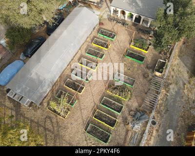 Une scène vibrante d'un jardin avec une variété de légumes poussant dans plusieurs lits surélevés Banque D'Images