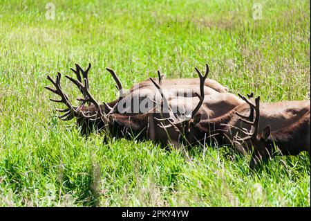 Les elks de Roosevelt paissent le long d'un sentier de randonnée populaire dans un parc le long de la rivière Umpqua de l'État de l'Oregon, États-Unis Banque D'Images