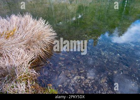 herbe séchée brune herbe de roseaux sur la rive d'un lac de montagne clair dans le tyrol avec la surface d'eau réfléchissante comme un concept pour les loisirs de repos et Banque D'Images