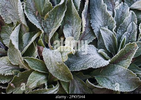 Digitalis recouvert de gel. Feuilles Foxglove en hiver. Banque D'Images