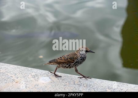 Photo zoomée d'un oiseau étoilé européen marchant sur le bord de la fontaine Banque D'Images