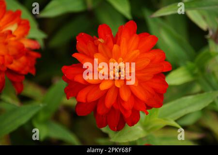 fleur de zinnia rouge double feu de zahara Banque D'Images