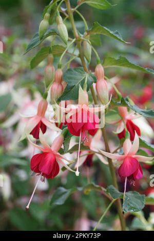 Laura Fuchsia fleurs. Banque D'Images