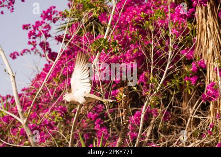 Un pigeon sauvage vole sur fond de fleurs tropicales. Pigeons et colombes Banque D'Images