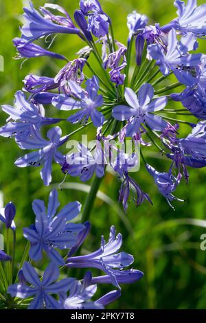 Lys bleus africains, Bleu, Agapanthus africanus, Lys du Nil, Fleur Banque D'Images