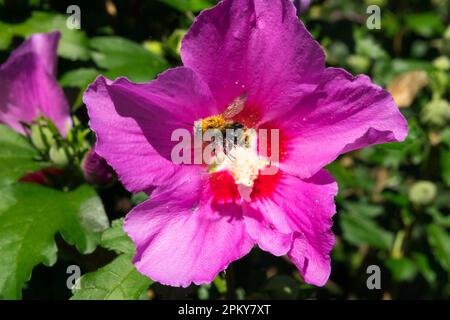 Roses de Sharon, Hibiscus 'souvenir de Charles Breton', Hibiscus, insecte Flower Flying Bombus hypnorum Hibiscus syriacus Banque D'Images