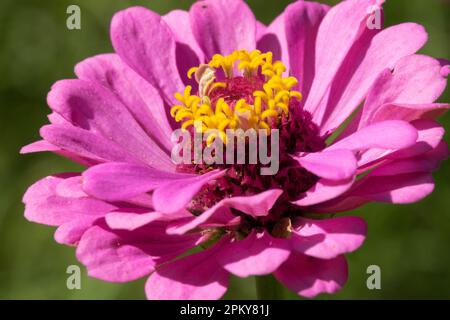 Rose, Zinnia, fleur, gros plan Banque D'Images