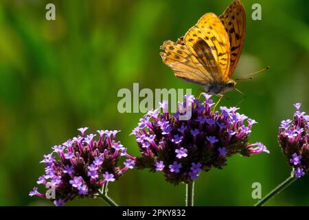 Papillon sur fleur de Verbena bonariensis Banque D'Images