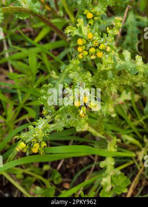 Fleurs jaunes dans les têtes ramifiées de l'herbe britannique annuelle des déchets et des jardins, Senecio vulgaris, l'arachide Banque D'Images