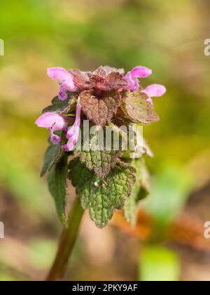 Tête de fleur de l'ortie rouge, Lamium purpueum, une plante sauvage annuelle du Royaume-Uni et une herbe de jardin Banque D'Images