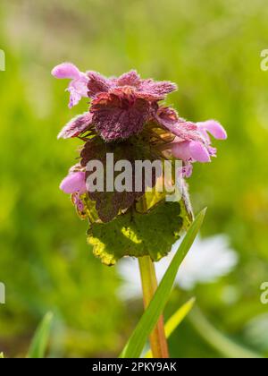 Tête de fleur de l'ortie rouge, Lamium purpueum, une plante sauvage annuelle du Royaume-Uni et une herbe de jardin Banque D'Images