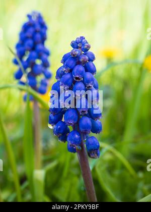 Pointe à fleurs de printemps bleue naturalisée d'une poire en jacinthe de raisin, Muscari armenaicum, dans un pré britannique Banque D'Images