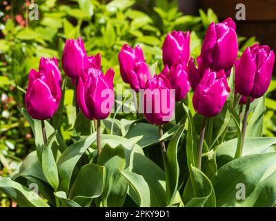Fleurs roses profondes du printemps, tulipe de Triumph, Tulipa 'Beauté bleue' Banque D'Images