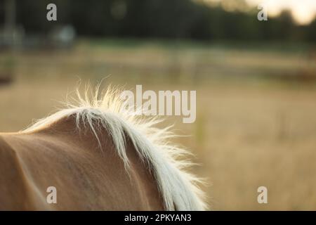 Gros plan d'une mane de chevaux Haflinger en été Banque D'Images