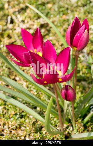 Tulipa humilis 'Perse Pearl' Fleur Cerise-pourpre, couleur, centre jaune, Dwarf, tulipe Banque D'Images