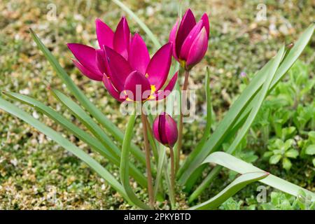 Liliaceae, Tulipa 'Perse Pearl' Banque D'Images