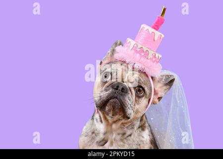 Drôle de chien Bulldog français avec anniversaire fête gâteau chapeau sur fond violet avec espace de copie Banque D'Images