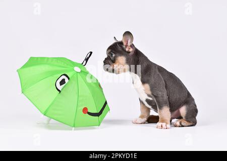 Bleu Havane chien Bulldog chiot avec drôle parapluie grenouille Banque D'Images