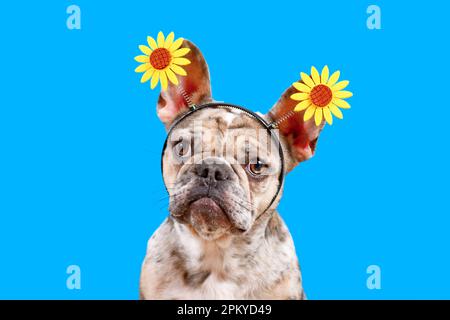 Chien Bulldog français Merle portant un serre-tête de tournesol sur fond bleu Banque D'Images