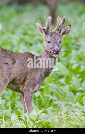 Cerf de Virginie (Capreolus capreolus) dans les bois de Perth, dans le Perthshire, en Écosse. Banque D'Images