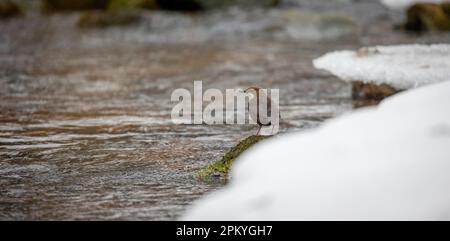 Les crocs de balancier à gorge blanche inclus includes assis sur une pierre et à la recherche de nourriture en hiver, la meilleure photo. Banque D'Images