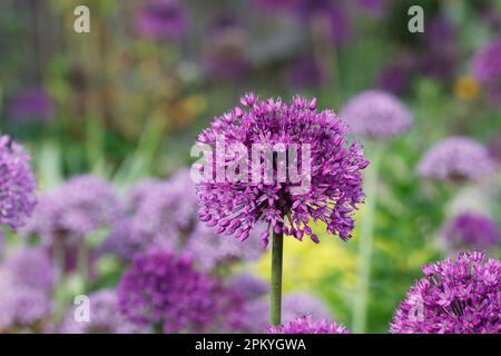 Allium hollandicum 'Purple Sensation' dans un jardin anglais. Banque D'Images