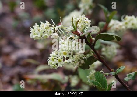 Ribes laurifolium Rosemoor formulaire. Banque D'Images