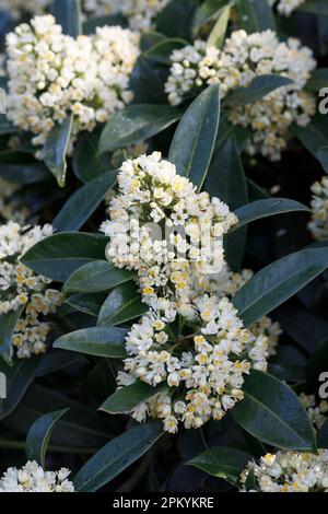 Skimmia × condusa 'Kew Green' Banque D'Images