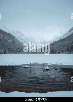 Deux cygnes blancs nageant dans un lac paisible à moitié gelé entouré d'arbres enneigés Banque D'Images