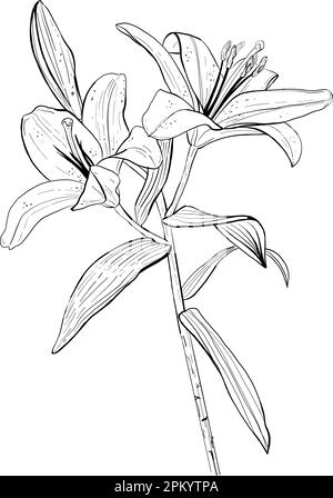 Illustration vectorielle d'un nénuphar sur fond blanc. Contour noir de la fleur, dessin graphique. Pour les cartes postales, le design et la décoration de composition Illustration de Vecteur