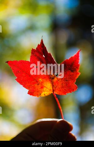 Une carafe rouge a tenu contre le soleil avec un fond flou et des feuilles de gréan dans le bokeh Banque D'Images