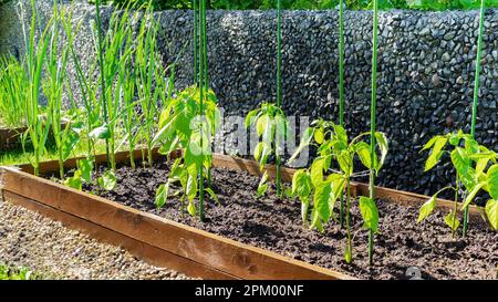 Les jeunes plants de poivron poussent dans un lit relevé de bricolage après la pluie. Culture de légumes sur des lits en bois surélevés dans un jardin potager. Plantules jalonnées à Banque D'Images