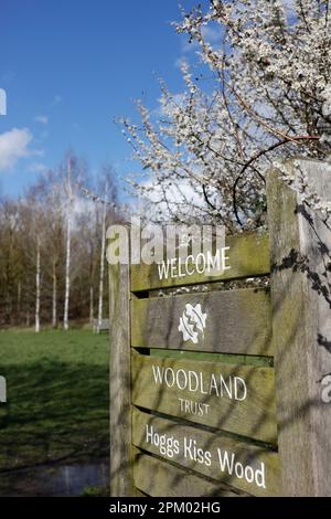 Hoggs Kiss Wood, créé pour commémorer le millénaire, Debenham, Suffolk, Angleterre, Royaume-Uni Banque D'Images