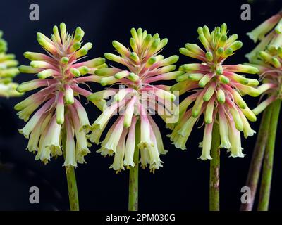 Veltheimia bracteata, 'Rosalba', poker rouge-chaud d'hiver Banque D'Images