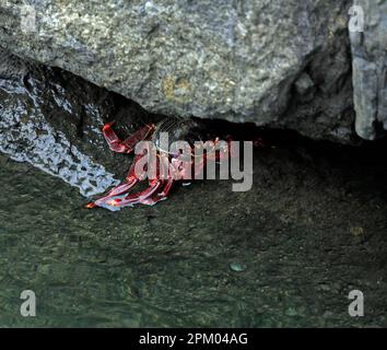 Grapsus adscensionis - crabe des rochers de l'Atlantique, Lanzarote. Prise février / mars 2023. Banque D'Images