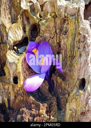 Gros plan d'un crocus de printemps violet dans un tronc d'arbre rustique Banque D'Images