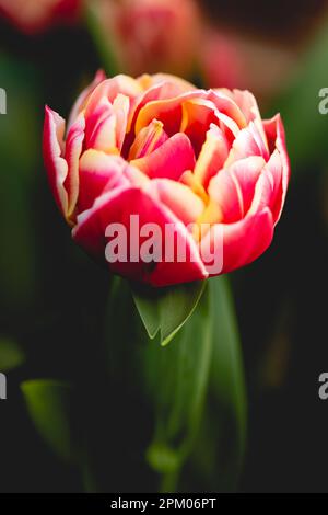 Gros plan macro photographie des pétales varigés d'une tête de tulipe rouge et jaune Banque D'Images