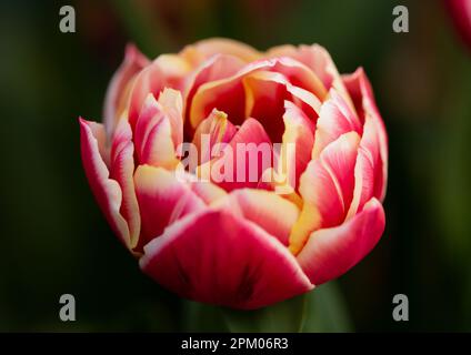 Gros plan macro photographie des pétales varigés d'une tête de tulipe rouge et jaune Banque D'Images