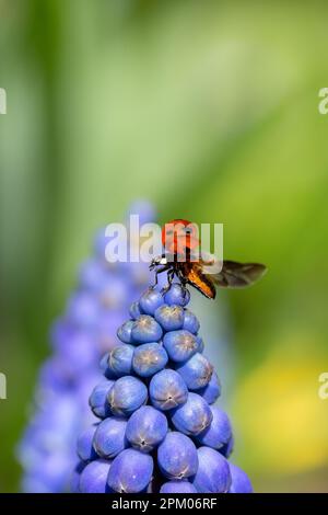 Gros plan d'un Ladybird ou Ladybug rouge avec ailes sorties sur une tête de fleur Muscari bleue au printemps avec espace de copie Banque D'Images