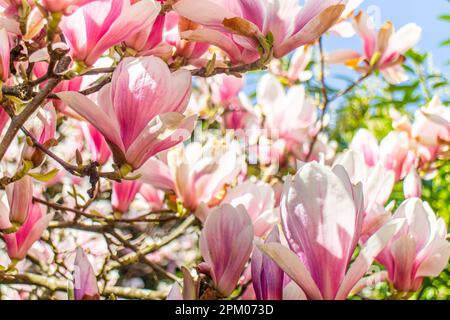 Plusieurs fleurs d'un magnolia (Magnolia × soulangeana, Tulpen-Magnolie) dans un jardin allemand au printemps Banque D'Images