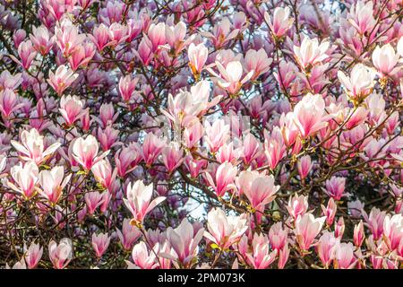 Plusieurs fleurs d'un magnolia (Magnolia × soulangeana, Tulpen-Magnolie) dans un jardin allemand au printemps Banque D'Images