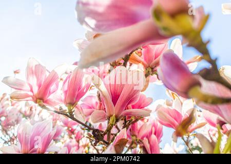 Plusieurs fleurs d'un magnolia (Magnolia × soulangeana, Tulpen-Magnolie) dans un jardin allemand au printemps Banque D'Images