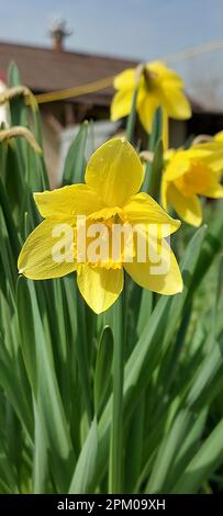 Fleurs de jonquille jaune dans le jardin au soleil. Banque D'Images